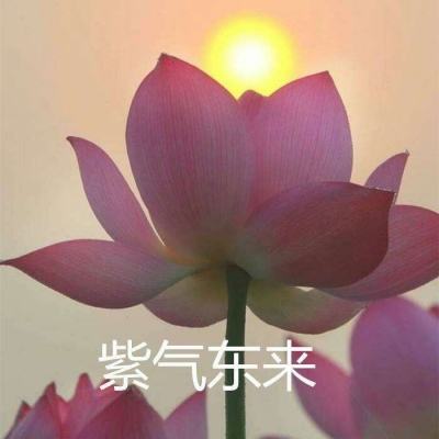 战谷忍者召唤师手游(暂未上线)v1.2.1 安卓官方版